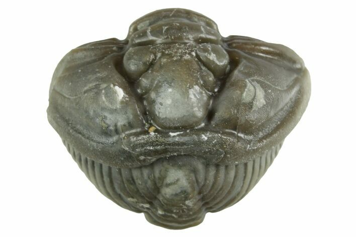 Wide Enrolled Flexicalymene Trilobite - Mt Orab, Ohio #380289